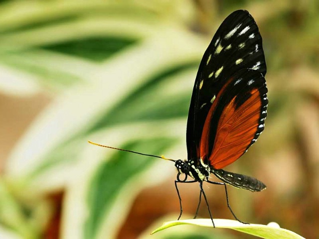 Tiger Longwing