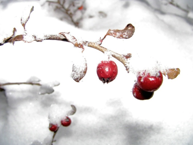 Snow Berries