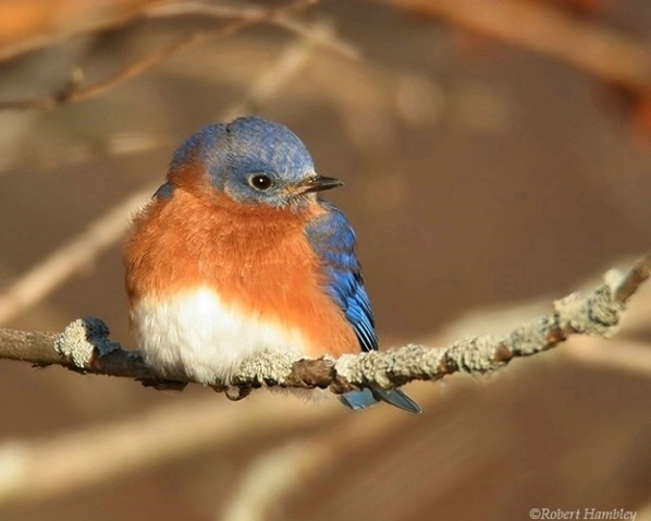 Eastern Bluebird - ID: 1545548 © Robert Hambley