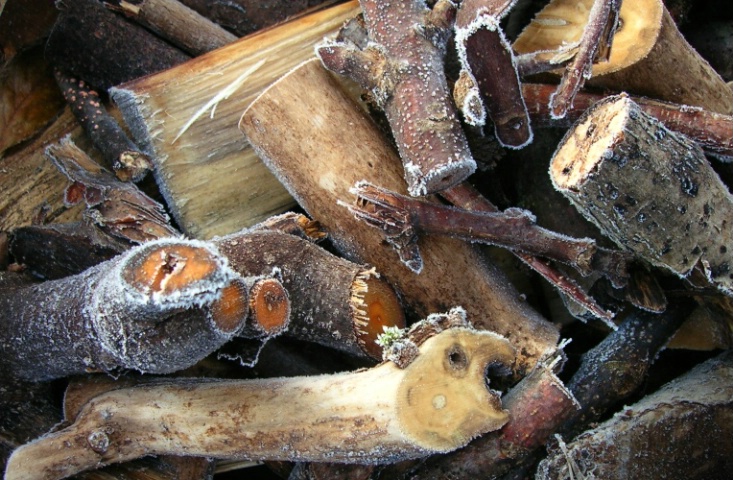 Frozen cannibal wood