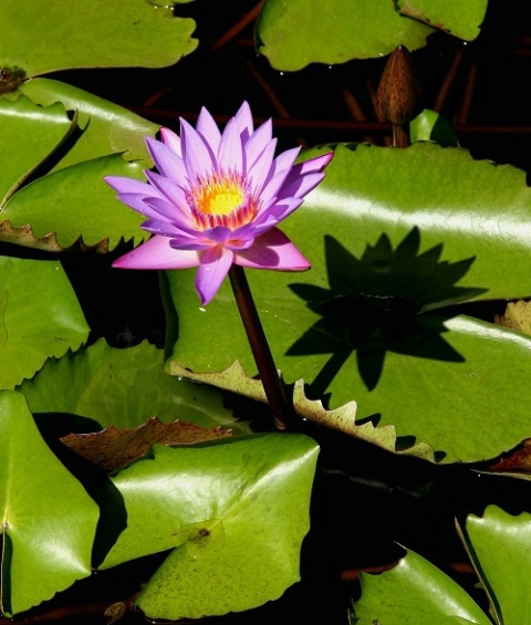 Tahitian Water Lily