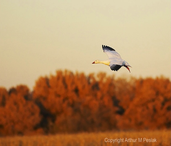 Snow Goose Fly By 7