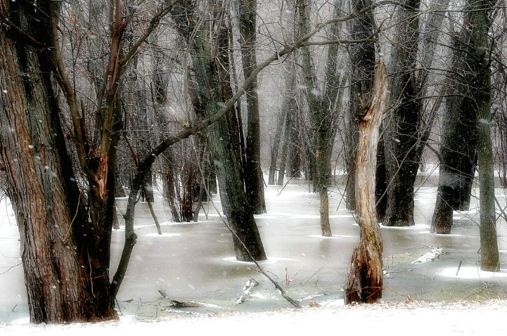 Snow Along Otter Creek