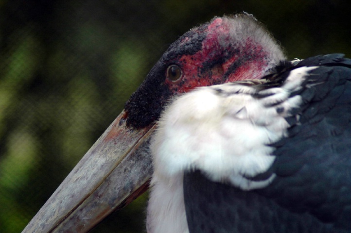 Malibu Stork Portrait