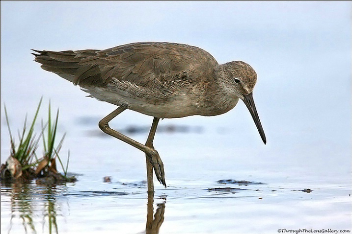 Willet in Winter Plumage - ID: 1549671 © Sara And Dick