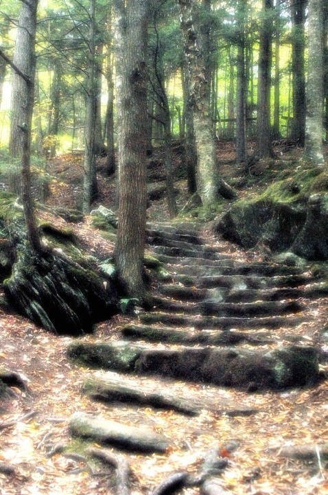 Enchanted Forest Stairway