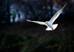 Shiny white gull
