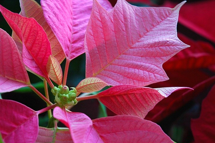 Poinsettia  #1