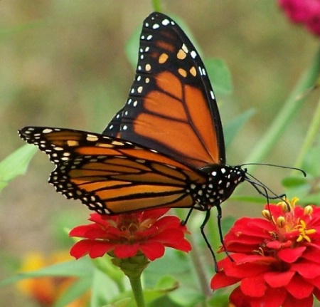 Monarch Butterfly