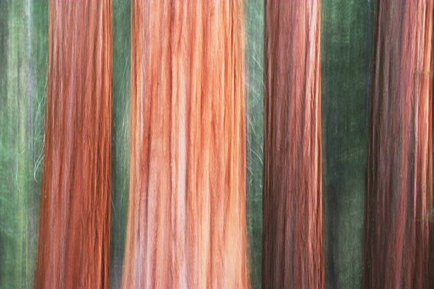 Giant Sequoias, Yosemite NP, California