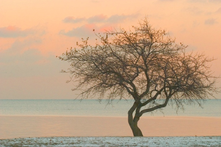 Tree at Sunset