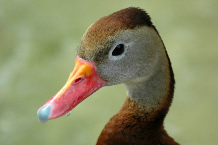 Red-Billed Duck Portrait