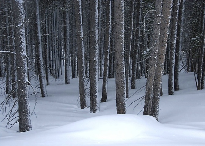 The Woods of Winter