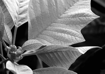 Poinsettia in Black and White