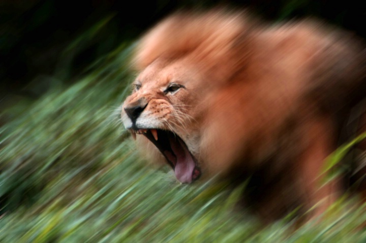 Lion Attack