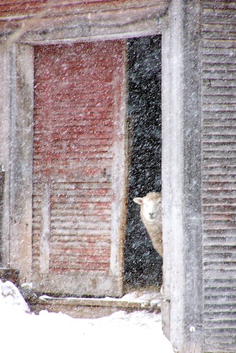 It's too cold to come out.
