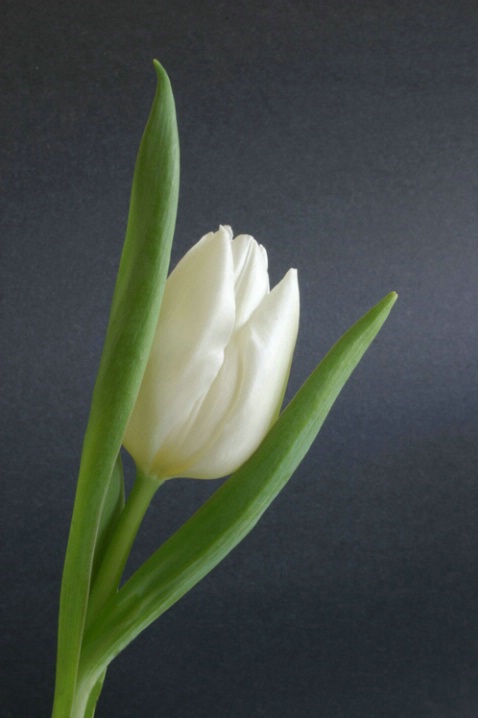 White Studio Tulip I - ID: 1560802 © Patricia A. Casey