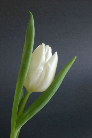 White Studio Tulip I