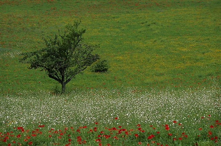 Poppyfield