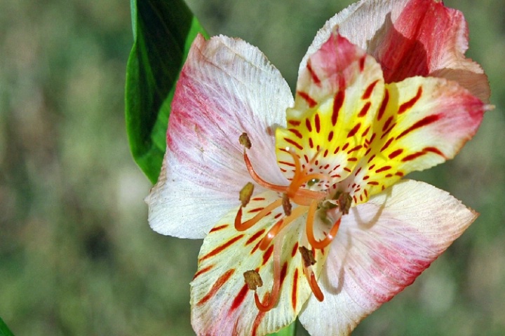 A Lily Beauty
