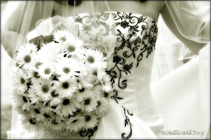 Daisies -n- Details (in duotone)