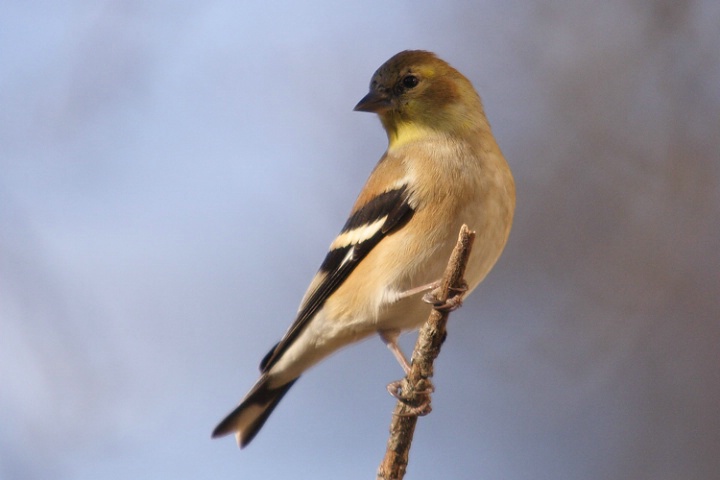 Winter Birds: American Goldfinch