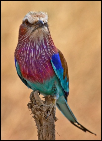 Lilac-Breasted Roller