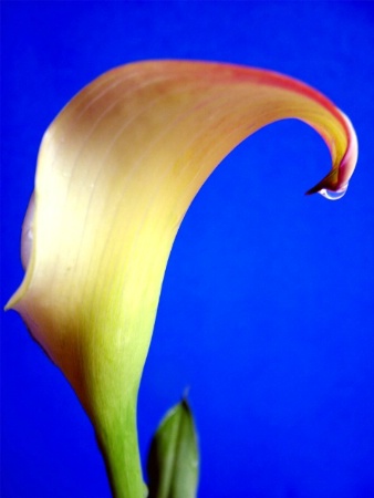 Calla Lily