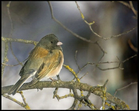 Oregon Junco