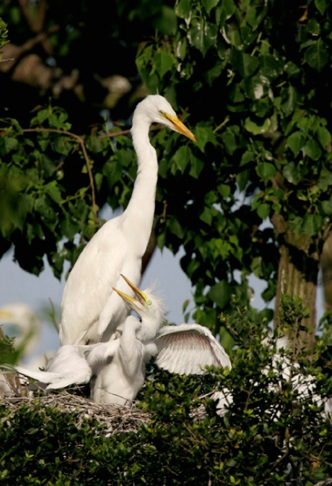 Great  Egret and young