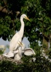 Great  Egret and ...