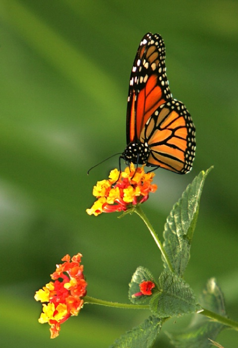 Monarch