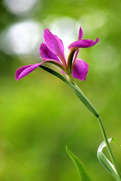 Louisiana Iris