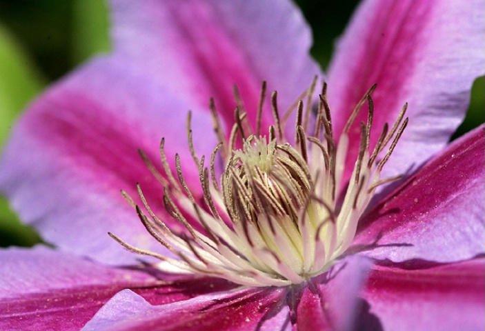 Climatis Vine Flower