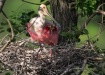 Spoonbill Nesting