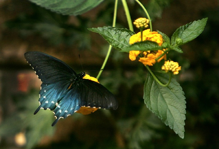 Pipevine Swallowtail