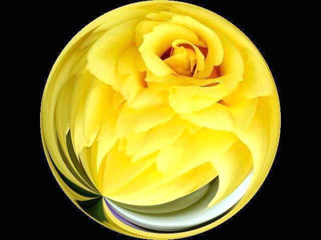 Yellow rose