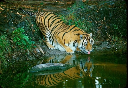 At the Watering Hole