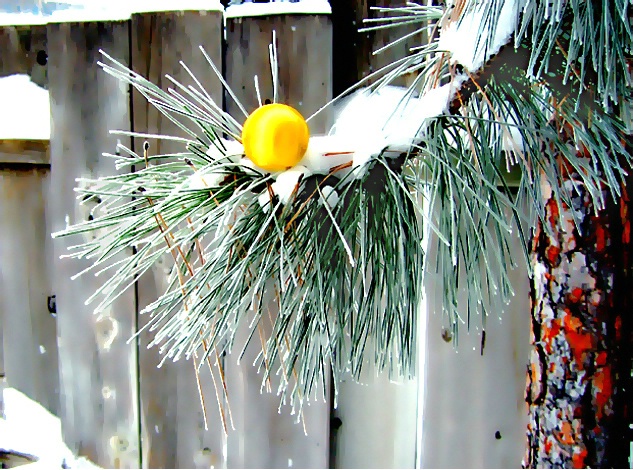 Christmas In My Back Yard #15Ff