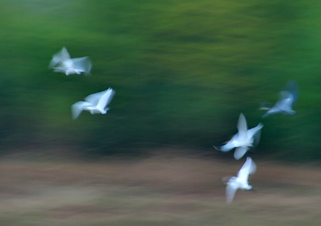 Flight of the Egrets