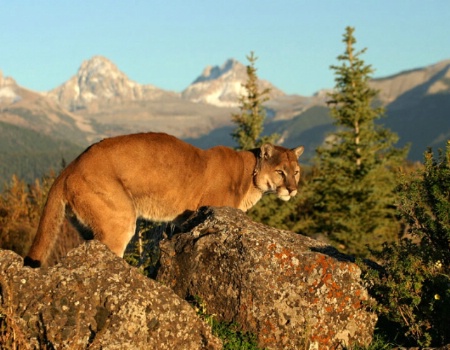 Cougar on high