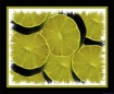 Limes