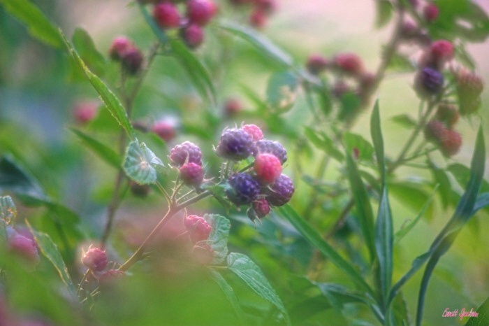 Red Raspberries