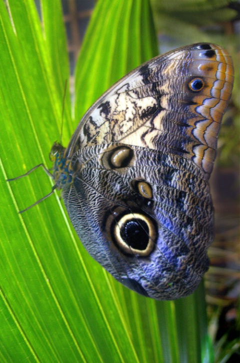 Butterfly at Detroit Zoo