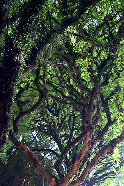 Trees from São Paulo