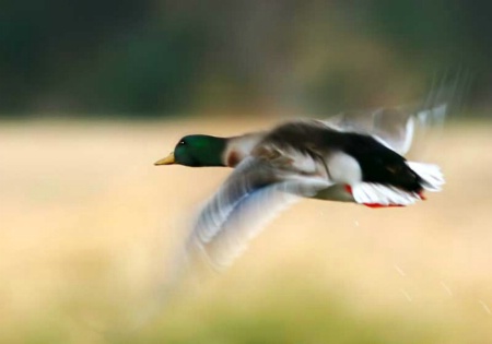 Mallard In Motion