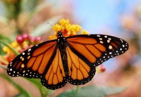 Morning Monarch