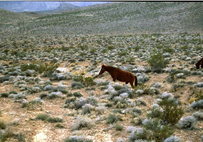 Nevada horses