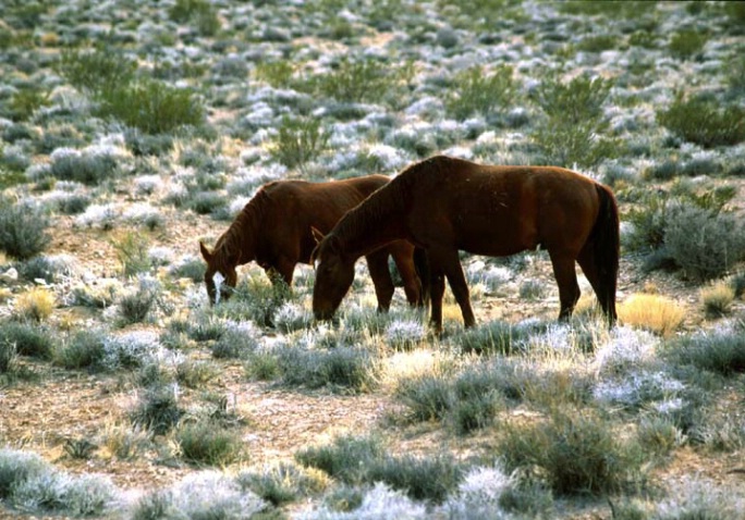 Horses in Nevada desert