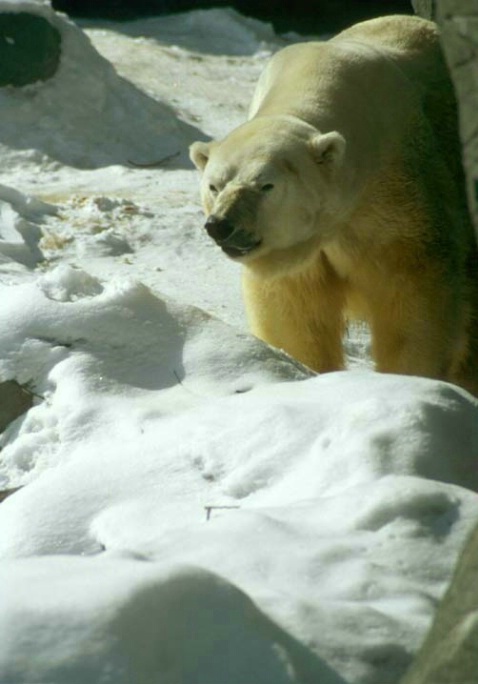 Polar Bear - ID: 1578022 © Heather Robertson
